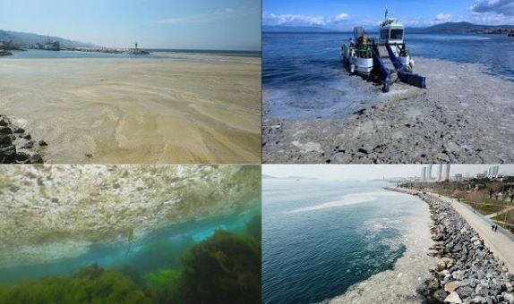 Marmara Denizi Müsilaj Sorununun Sebepleri, Değerlendirmesi ve Çözüm Önerileri Marmara Denizi Müsilaj Sorununun Sebepleri, Değerlendirmesi ve Çözüm Önerileri