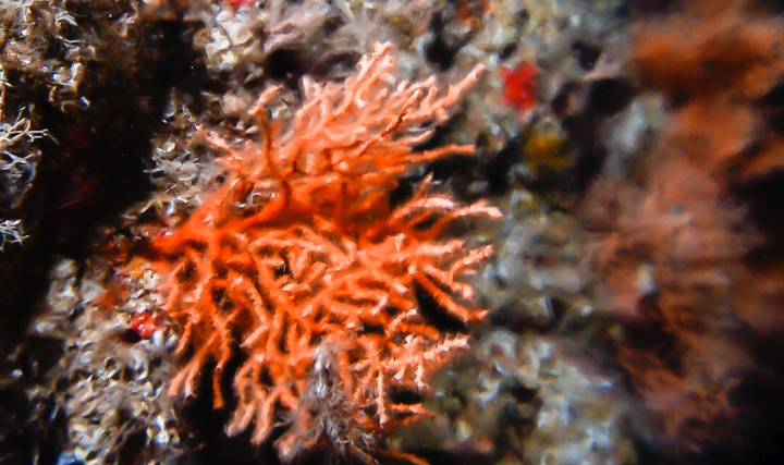 Denize +1 Nefes'le Can Bulan Mercan Resifleri Canlı Olarak İzlendi