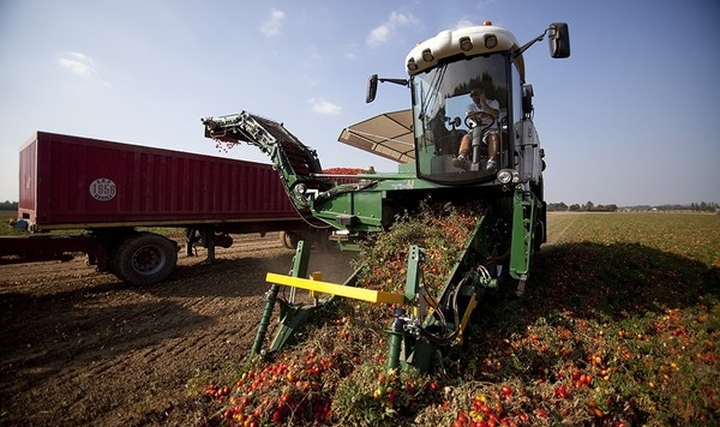 Domates Endüstrisinde Makineli Hasat ve Çevre Sorunları Domates Endüstrisinde Makineli Hasat ve Çevre Sorunları