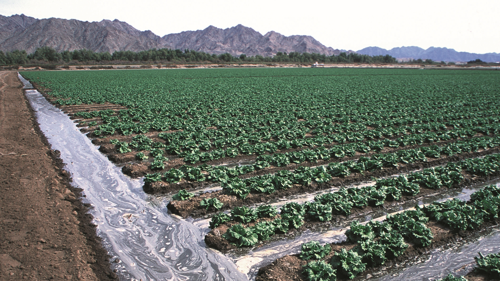 Uluslararası Gıda Ticareti, Dünya Su Kaynaklarını Daha Zengin Ülkelere Yönlendiriyor class=