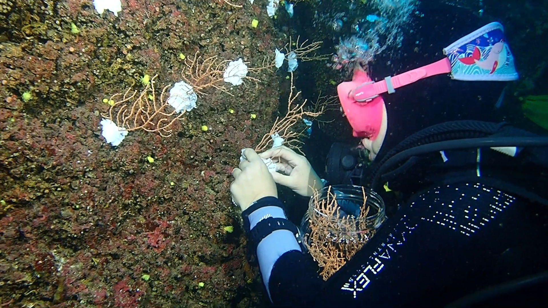 "Denizlerin Ormanı Mercanlar Yeniden Yaşamla Buluşuyor"
