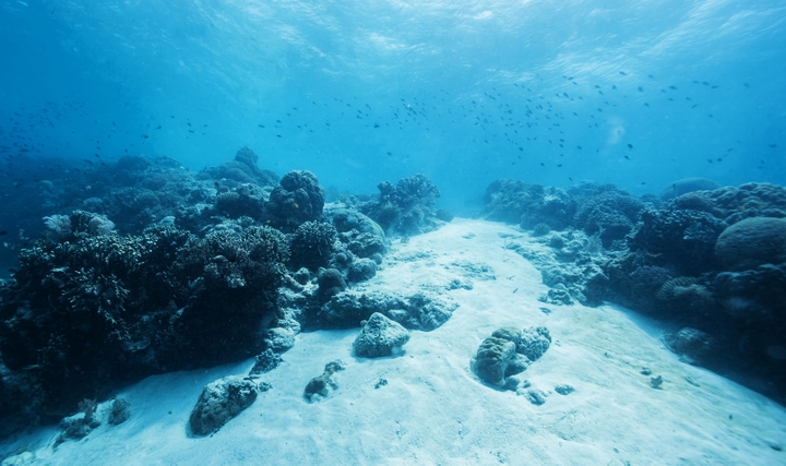 Dünya Üzerindeki Yaşam Okyanuslara Bağlı