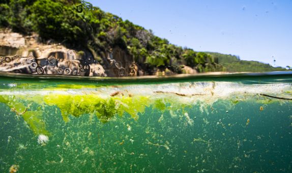 Marmara'nın Yeni Kabusu Deniz Salyasına Karşı Ortak Mücadele
