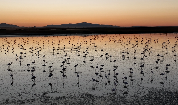 Tuz Gölü'nde Bu Yıl 4 bin 300 Yavru Flamingo Tespit Edildi