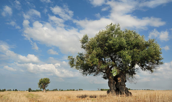 TEMA Vakfı 2017 Yılının Çevre Olaylarını Açıkladı TEMA Vakfı 2017 Yılının Çevre Olaylarını Açıkladı