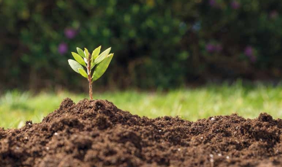 Yeşil Kampüs Uygulaması: Kampüs Atıksularının Sulama Amacıyla Yeniden Kullanımı