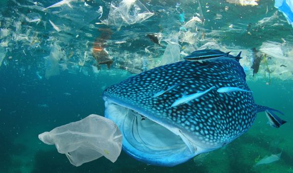 "Plastik Kirliliği Krizini Sadece Hesap Verebilirlik Çözebilir"