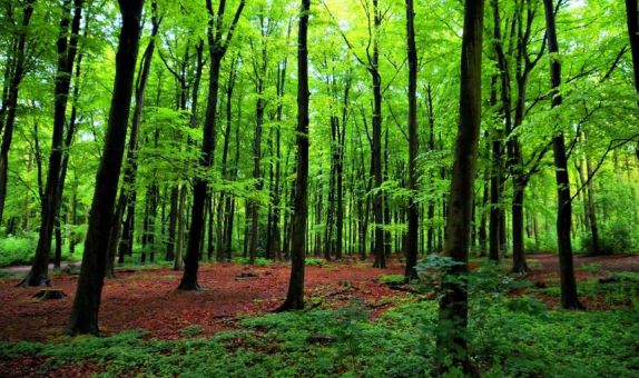 Sıfır Atık Projesi ile 42 Milyon Ağacın Kesilmesi Önlendi Sıfır Atık Projesi ile 42 Milyon Ağacın Kesilmesi Önlendi