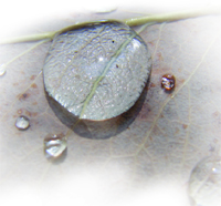 Kanser Yapan Kirlilikler Çevre Kirliliğinin Deniz ve Tatlısu Canlıları Üzerindeki Etkisi Kanser Yapan Kirlilikler Çevre Kirliliğinin Deniz ve Tatlısu Canlıları Üzerindeki Etkisi