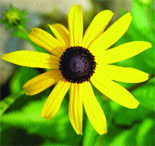 Dergimizin 1. sayısı büyük ilgi gördü Dergimizin 1. sayısı büyük ilgi gördü