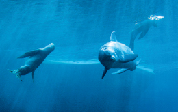 Zorlu Su Hazırlama İşlemleri için Pnömatik Sistemler Zorlu Su Hazırlama İşlemleri için Pnömatik Sistemler