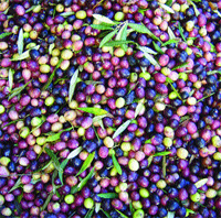 Zeytin Karasuyunun Fiziksel Kimyasal ve İleri Oksidasyon Yöntemleriyle Arıtımı Zeytin Karasuyunun Fiziksel Kimyasal ve İleri Oksidasyon Yöntemleriyle Arıtımı