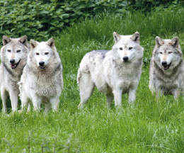 O Bize Değil, Biz Ona Aitiz... O Bize Değil, Biz Ona Aitiz...